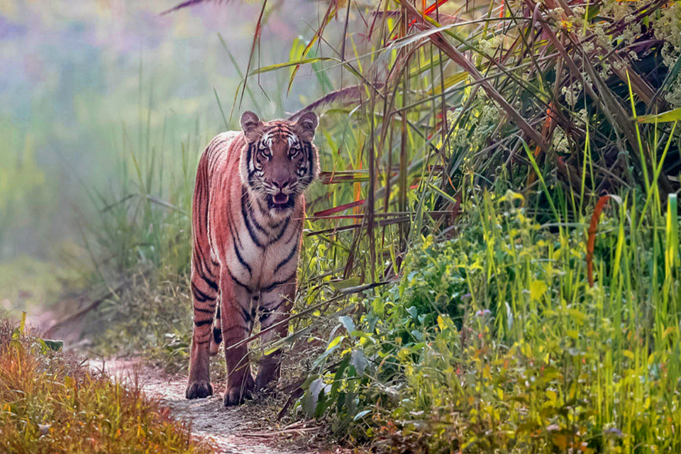 Encounter with the Royal Bengal Tiger in Nepal’s woods