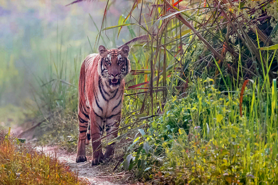 The Tiger Encounter