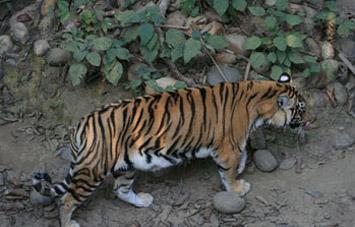 Bardia National Park Jungle Safari