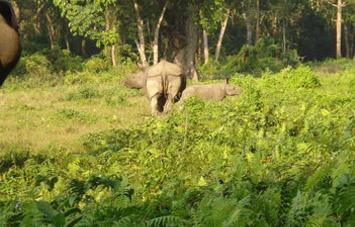 Chitwan National Park Jungle Safari