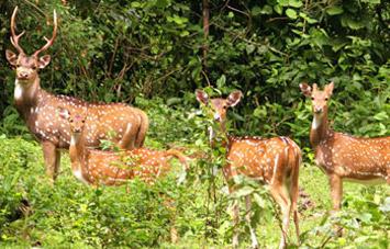 Koshi Tappu Wildlife Reserve