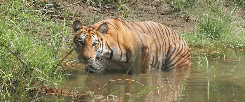 Bardia National Park Jungle Safari