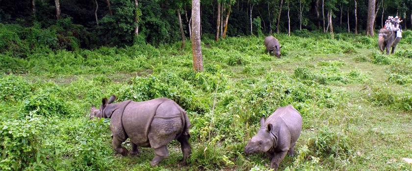 Chitwan National Park Jungle Safari