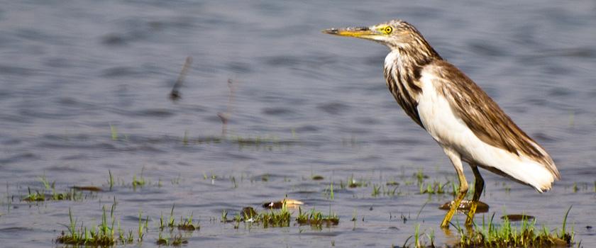 Koshi Tappu Wildlife Reserve