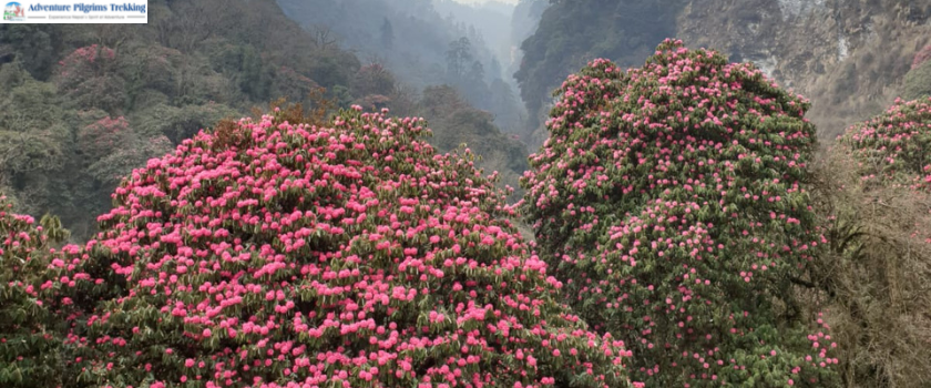 Rhododendron trek