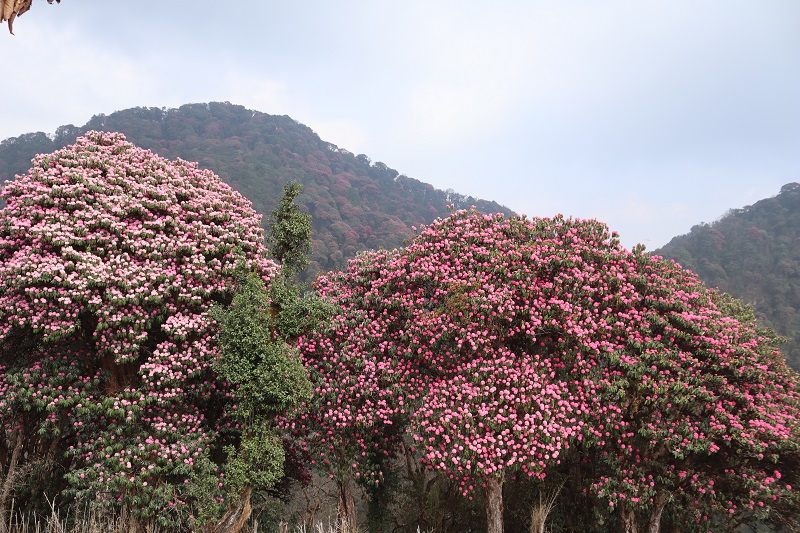 Rhododendron trek in Nepal